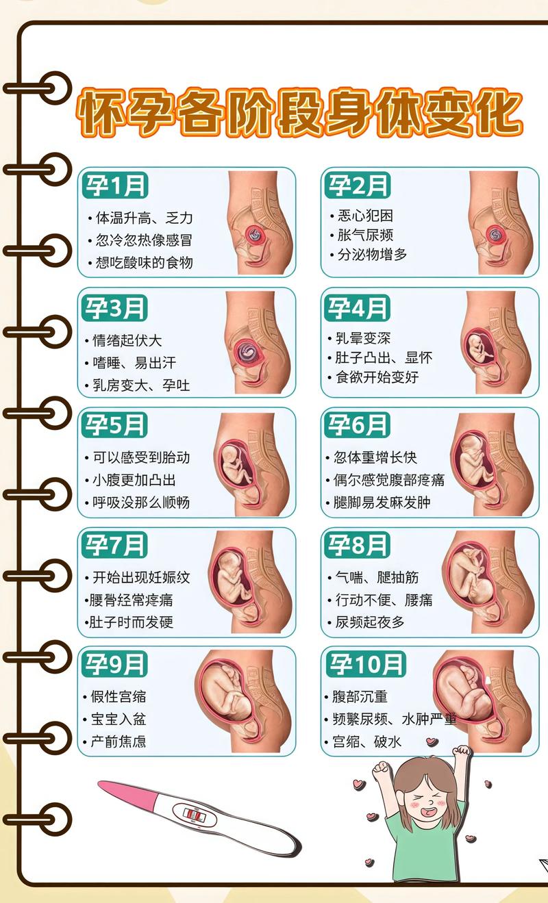 揭秘供卵代孕妈妈怀孕小腹分两节，孕期变化的奥秘崇明代生机构: